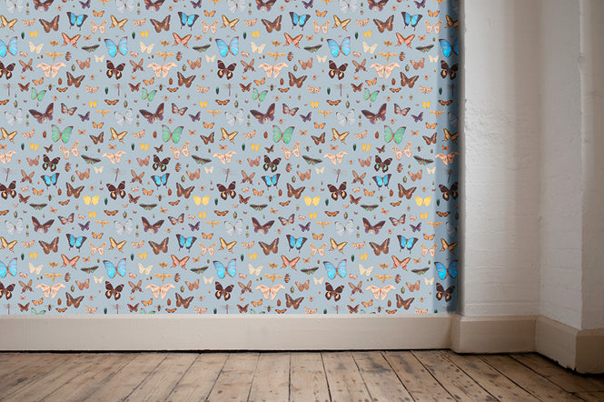 Ella Doran / Bugs and Butterflies