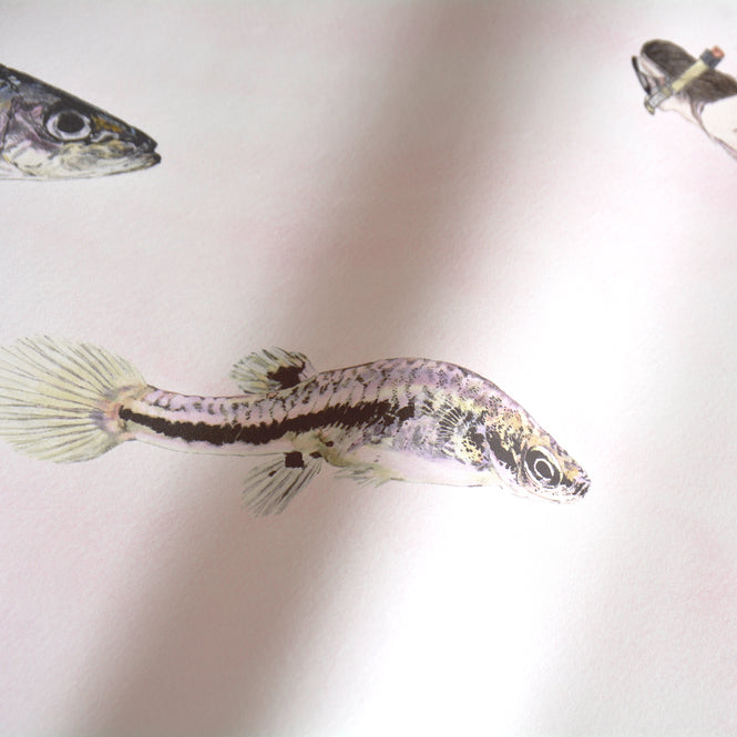 Sian Zeng / Fish Wallpaper / Pink FISHP