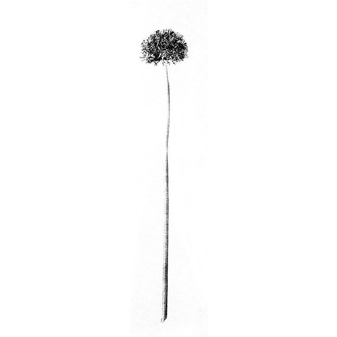 Tracy Kendall / Large Airhead
