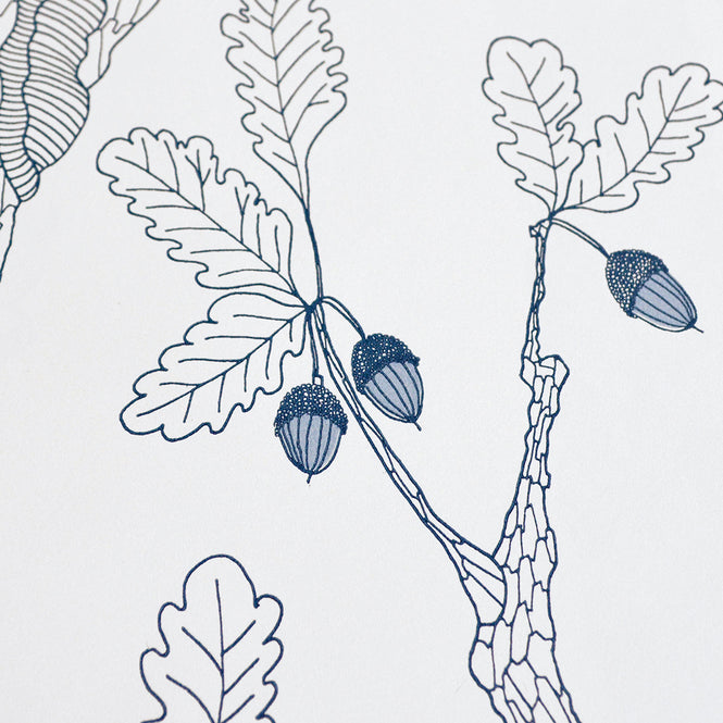 Abigail Edwards / Oak Tree First Light