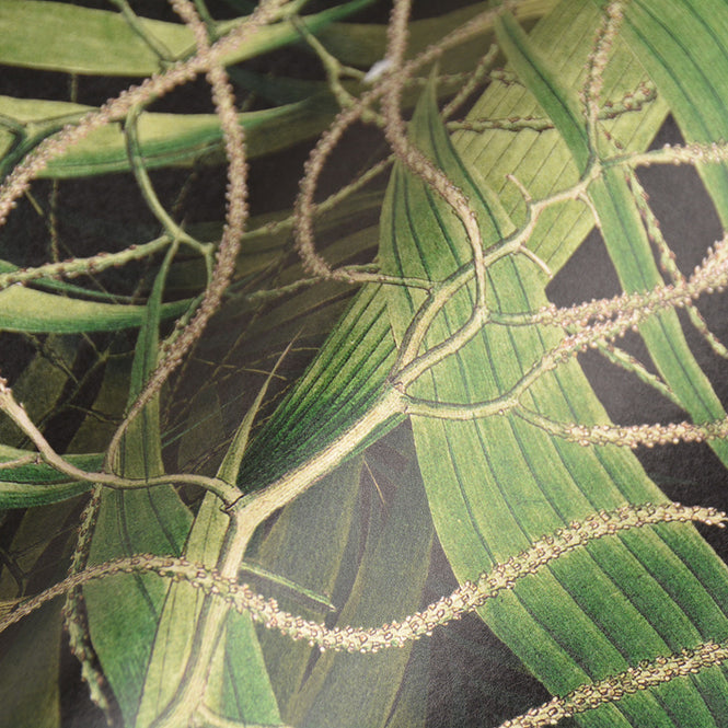 MINDTHEGAP / The Wallpaper Compendium / EXOTIC GARDEN WP20515